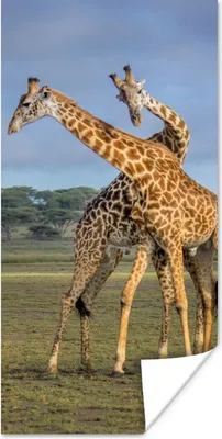 Produktbild von MuchoWow® Poster Giraffen - Tiere - Natur 60x120 cm - Wandschmuck