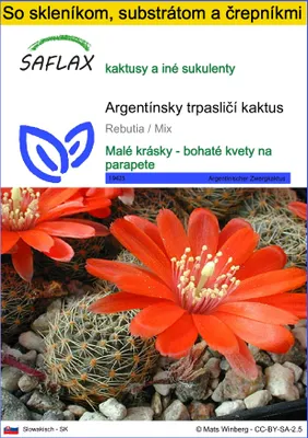 Obrázok produktu pre SAFLAX Kultivačný set - Argentínsky trpasličí kaktus - Rebutia / Mix - 40 Semená - S mini skleníkom, pestovateľským substrátom a 2 črepníkmi