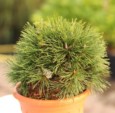 Image de Pin de montagne Pinus mugo Varella 30 - 40 cm persistant rustique