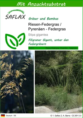Produktbild von SAFLAX - Riesen-Federgras / Pyrenäen - Federgras - Stipa gigantea - 10 Samen - Mit keimfreiem Anzuchtsubstrat