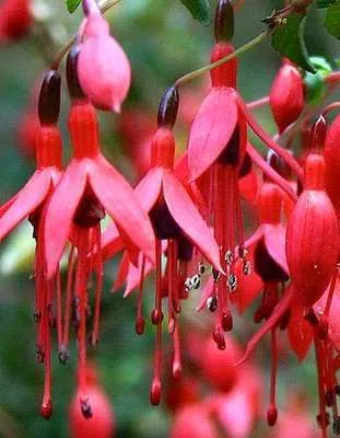 A close-up view of several fuchsia flowers.