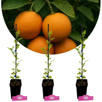Three young citrus plants in black pots with orange fruits in the background.