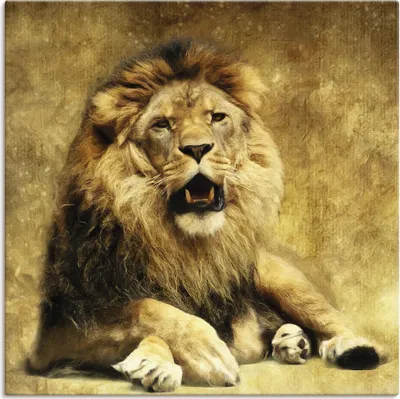 Produktbild von ARTland Leinwandbild Der König - Löwe Größe: 40x40 cm