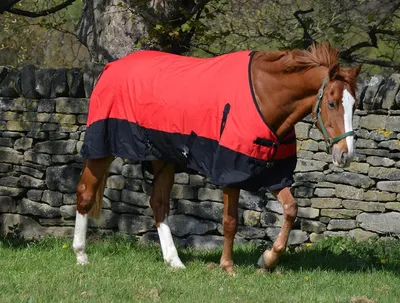 Productafbeelding van Paardendeken Licht - Waterdichte Deken - Paarden Beschermen - 100g Vulling - Standaard Hals - Rood