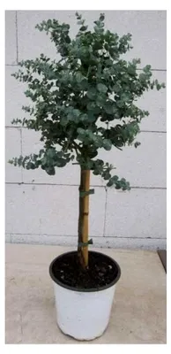 Produktbild von Eucalyptus gunnii Azura Stämmchen 60 cm