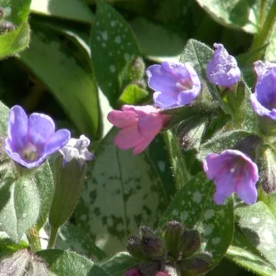 Produktbild von 6 x Longkruid - Pulmonaria saccharara 'Mrs Moon' | Topf 9cm x 9cm