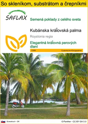 Obrázok produktu pre SAFLAX Kultivačný set - Kubánska kráľovská palma - Roystonia regia - 8 Semená - S mini skleníkom, pestovateľským substrátom a 2 črepníkmi