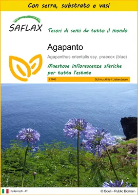 Immagine prodotto di SAFLAX Insieme di coltivazione - Agapanto - 50 semi - Agapanthus