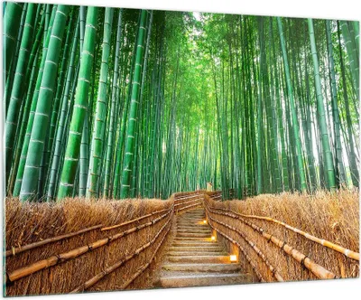 Produktbild von Bilder auf glas - Bambus Pflanze - 100x70cm - Glasbilder - Wandbilder - Kunstdruck - zum Aufhängen bereit - Wanddekoration aus Glas - Glas Bilder - Wandbild auf Glas - Einteilig - GAA100x70-3979