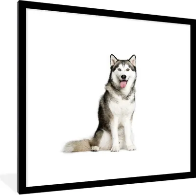 Produktbild von MuchoWow® Gerahmtes Poster Husky-Porträt 40x40 cm - Poster mit Schwarzem Bilderrahmen Wandposter Rahmen Foto Bilder - Poster - Plakat im Rahmen