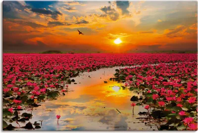 Produktbild von ARTland Leinwandbild Sonnenschein blühende Lotusblume Größe: 120x80 cm