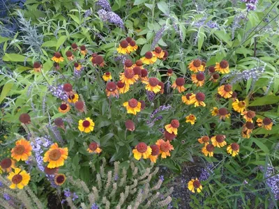Produktbild von 3 x Garten-Sonnenbraut Wyndley,  Tb 11