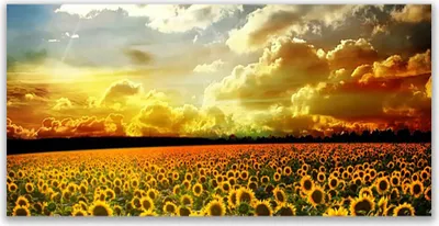 Produktbild von Glasbilder 140x70 Wandbild Druck auf Glas Wiese Sonnenblumen Pflanzen