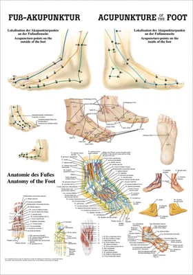 Produktbild von Fuß-Akupunktur Mini-Poster Anatomie 34x24 cm medizinische Lehrmittel