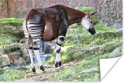 Produktbild von MuchoWow® Poster Okapi in freier Wildbahn 90x60 cm - Schlafzimmer