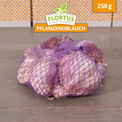 Zdjęcie produktu dla Czosnek zimowy Ljubascha | Czosnek do sadzenia firmy FLORTUS, waga: 250 g