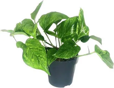Produktbild von Efeutute Scindapsus Pictus Trebie Ø12cm 20cm pflegeleicht Luftreinigend Deko