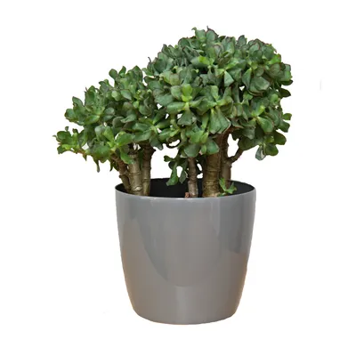 Produktbild von Blumentopf Pflanzkübel Pflanzgefäß Übertopf Kunststoff Glanz Rund gris D 250 mm H 220 mm