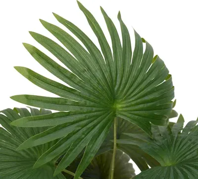 Immagine prodotto di Pianta di Palma Artificiale 9 Foglie 65 cm Verde