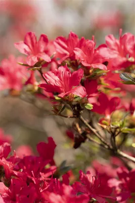 Produktbild von Rhododendron obt. 'Hino-crimson', leuchtend rot, 15–20 cm