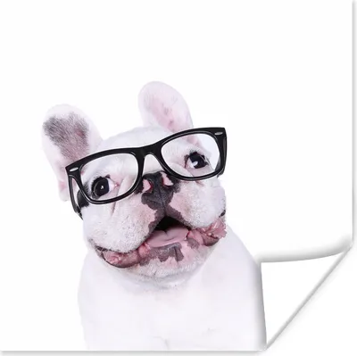 Produktbild von MuchoWow® Poster Hund - Brille - Hipster 30x30 cm - Wandposter - Printing