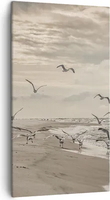 Produktbild von Bild auf Leinwand - Leinwandbild - Einteilig - Möwen Küste Boho - 45x80cm - Wand Bild - Wanddeko - Wandbilder - Leinwanddruck - Bilder - Wanddekoration - Leinwand bilder - Wandbild - PA45x80-4723
