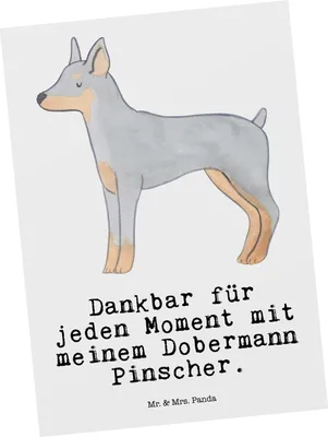 Produktbild von Mr. & Mrs. Panda Postkarte Dobermann Pinscher Moment - Weiß - Geschenk, Ansichtskarte, Ansichtskarten, Grußkarte, bildkarte, Postkarten