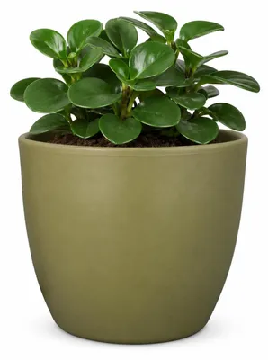 Produktbild von Floran Pflanzentopf - grun - glanzend - Keramik - 10 x 11,5 cm