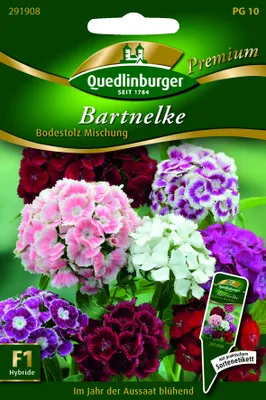 Produktbild von Quedlinburger Saatgut - Bart-Nelken Bodestolz Mischung - Samen - 291908