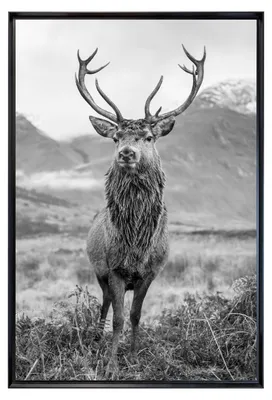 Image de Tableau mural encadré portrait cerf élégant 80x120 cm, Tableau mural moderne pour décoration intérieure