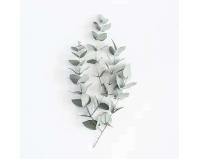 Produktbild von Glasbild Eucalyptus Zweige V 50x50 cm
