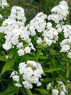 Obrázok produktu pre 10 trvalky Veľký plamienok Phlox paniculata David biely