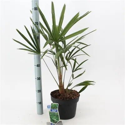 Produktbild von Chinesische Hanfpalme 70-100 cm Trachycarpus fortunei