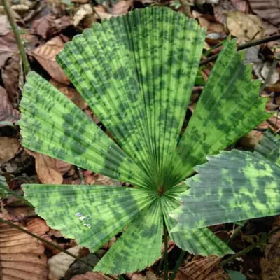 Image de Palmier-éventail (Licuala sp. « Kalimantan Mottled ») - 1 graine