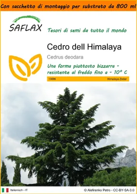 Immagine prodotto di SAFLAX Garden in the bag - Cedro dell Himalaya - 35 semi - Cedrus