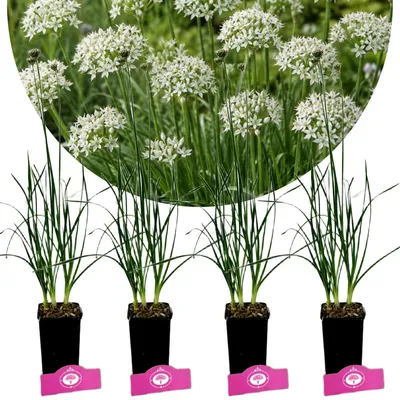 Productafbeelding van Set van 4 Allium tuberosum (knoflookbies) – eetbare, meerjarige plant – in pot van 9 cm