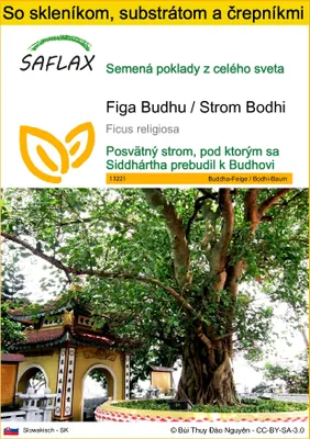 Obrázok produktu pre SAFLAX Kultivačný set - Figa Budhu / Strom Bodhi - Ficus religiosa - 100 Semená - S mini skleníkom, pestovateľským substrátom a 2 črepníkmi
