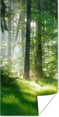 Produktbild von MuchoWow® Poster Natur - Bäume - Wald - Grün - Sonne - Gras - Pflanzen 20x40 cm - Plakat - Foto