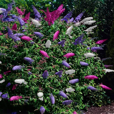 Obrázok produktu pre Motýlí ker Buddleja davidii Tricolour - 3 rastliny - 1 m² - Ružové, biele a fialové kvety - Lákavé pre motýle - 17 cm x V30 cm - Jednoduchá starostlivosť a šetrnosť k včelám