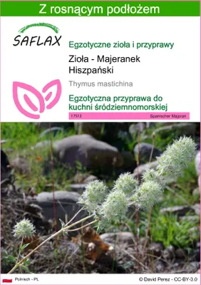 Zdjęcie produktu dla SAFLAX - Zioła - Majeranek Hiszpański - 250 Nasiona - Z podłożem uprawowym wolnym od zarazków - Thymus mastichina