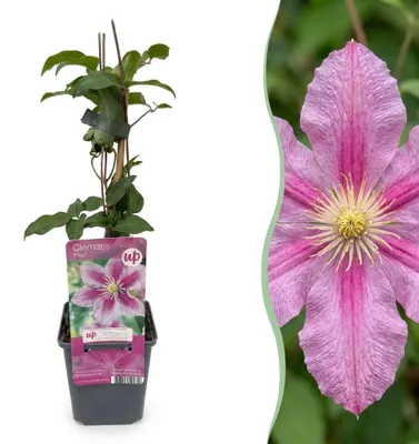 Image de Green boutiQ - Klimplant - Clematis Piilu - Bloem Roze - Weinig onderhoud -2 planten - Pot 11cm Hoogte 40cm, Image générée par une IA