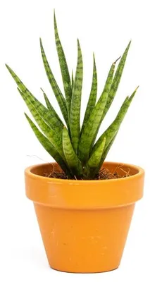 Obrázok produktu pre Gardners Sansevieria francisii, priemer 6 cm