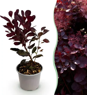 Image de Green boutiQ - Plante de jardin - Cotinus coggyria Lilla - Violet 1 plante - À feuilles caduques - Peu d'entretien - Pot de 12 cm, hauteur 35 cm