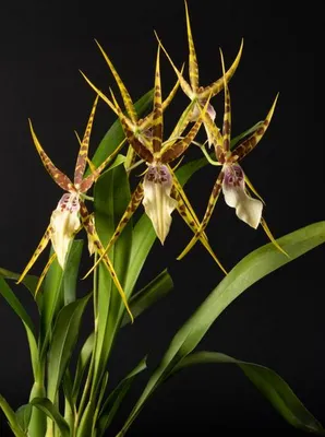 Image de Miltassia goodale moir