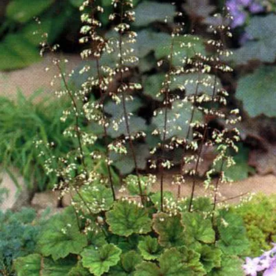 Immagine prodotto di 6 radici di mandragora  - Tellima grandiflora 'Rubra'  | Vaso 9 cm x 9 cm