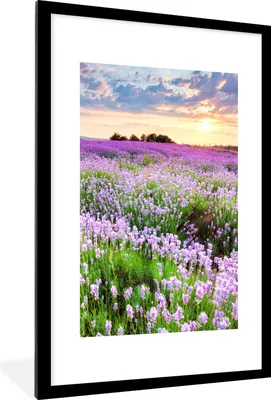 Produktbild von MuchoWow® Gerahmtes Poster Blumen - Lavendel - Lila - Himmel - Sonnenuntergang - Wiese - Natur 60x90 cm - Poster mit Schwarzem Bilderrahmen Wandposter Rahmen Foto Bilder - Dekoration - Wandposter Wohnzimmer - Hochwertig
