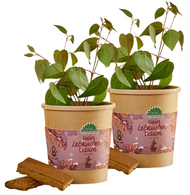 Produktbild von Wundervolles Katsurabaum Zuchtset für Ihr Zuhause – Ideales Geschenk!, KI-generiertes Bild