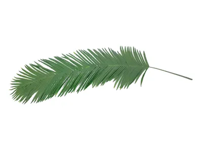 Immagine prodotto di EUROPALMS Fronda di palma da cocco, artificiale, 180 cm (82509847)