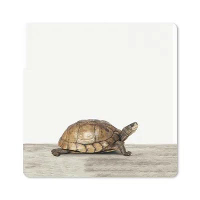 Produktbild von MuchoWow® Mauspad Mousepad Tiere - Schildkröte - Weiß 20x20 cm - Mousepads - Maus Mat - Pad - Mausunterlage - Desk Mat - Bureauartikeln