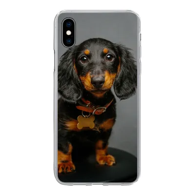 Produktbild von MuchoWow® Handyhülle Schutzhülle Hülle für iPhone Xs Studiofoto eines Dackelwelpen Silikon Softcase Handy Hülle - Handytasche